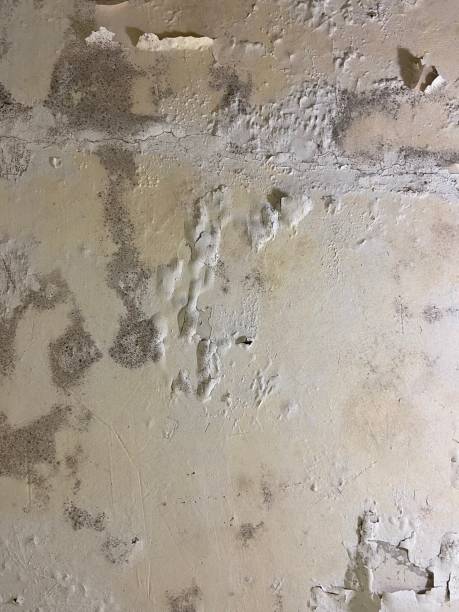 Reliable Hasson Heights, PA Mold Remediation Solutions